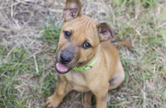 Кучетата и маймуните ни съдят според това как се държим с другите
