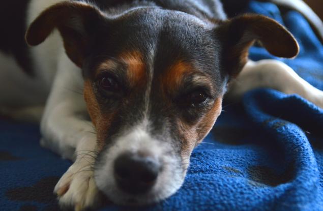 Изненадващо човешкия начин, по който животните чувстват болка 