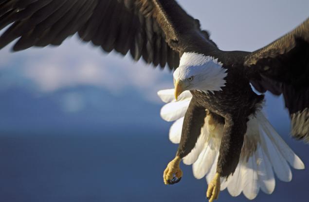 Притча за орела и чучулигата или как да те приемат насериозно