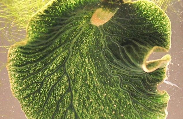 Това животно може да фотосинтезира!