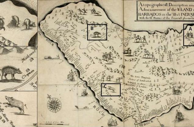Археолози разгадаха мистерията на прасетата от Барбадос
