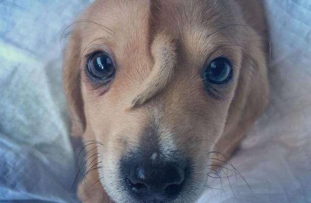 Спасиха изоставено кученце „еднорог“ с опашка на челото