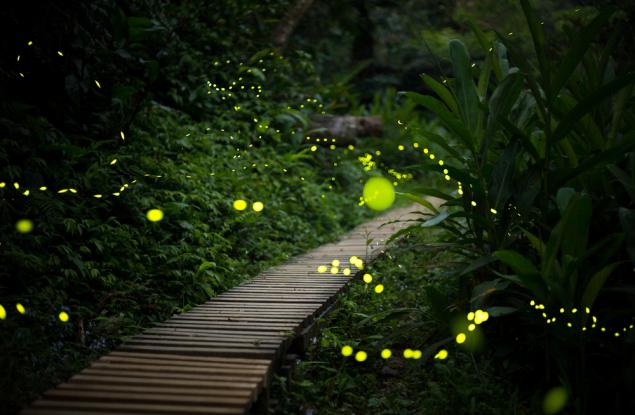 Гледайте как море от светулки се синхронизира с LED светлини