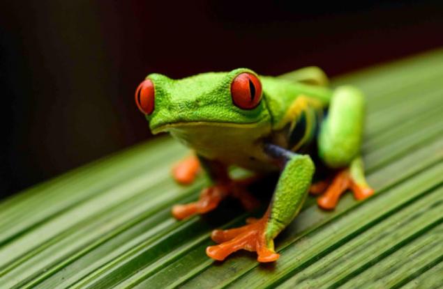 Открийте шестте принцеси на „Дисни“