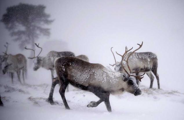Северните елени се смаляват заради климатичните промени