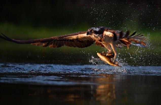 Кадър на деня: Ловецът и плячката
