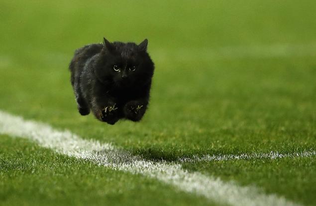 Кадър на деня: Котка в ръгби мач