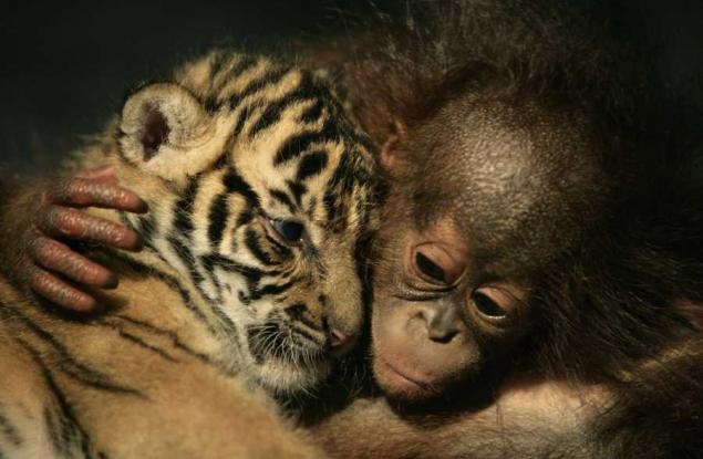 Защо е толкова полезна прегръдката?