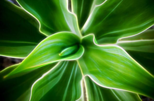 Какво е да те ужили растение?