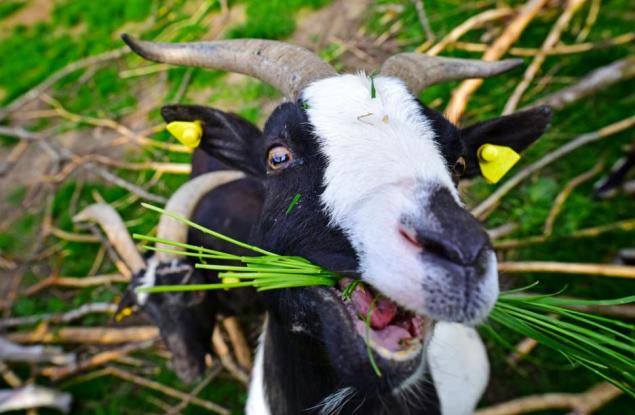 Виж кой се смее