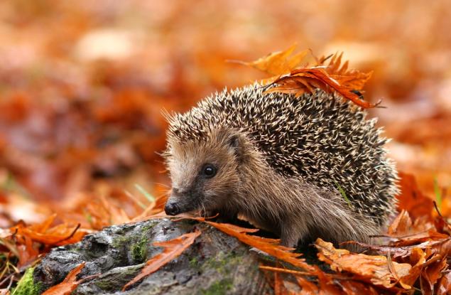 Дилемата на таралежа и социалните медии