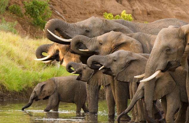 Повечето животни нямат баби, но слоновете имат. И тя има важна роля в семейството
