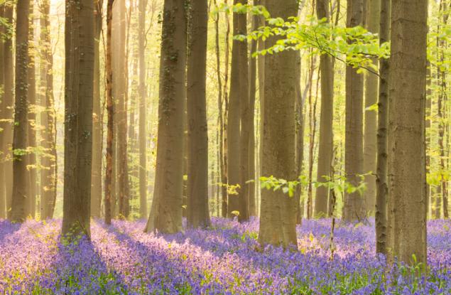 15 мистични гори, които ще ви омагьосат