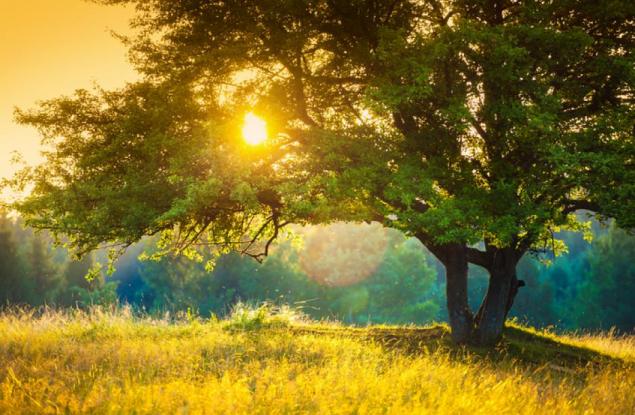 Емили Дикинсън за природата