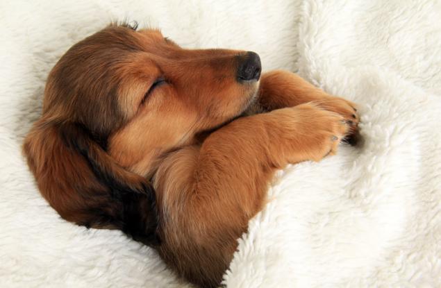 20 поспаливи животинки, които разбират нежеланието ви да станете от леглото си в днешния ден