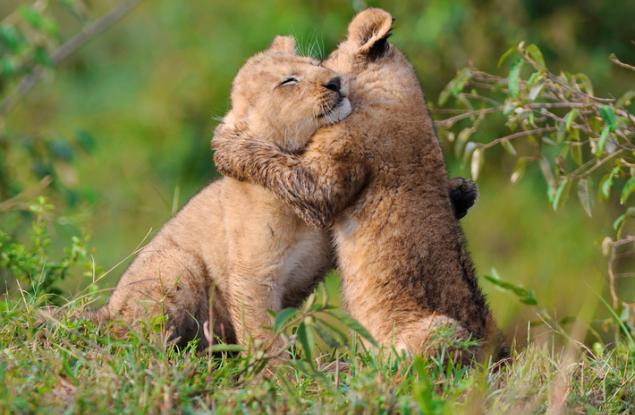 5 урока за успеха, които можем да научим от живата природа