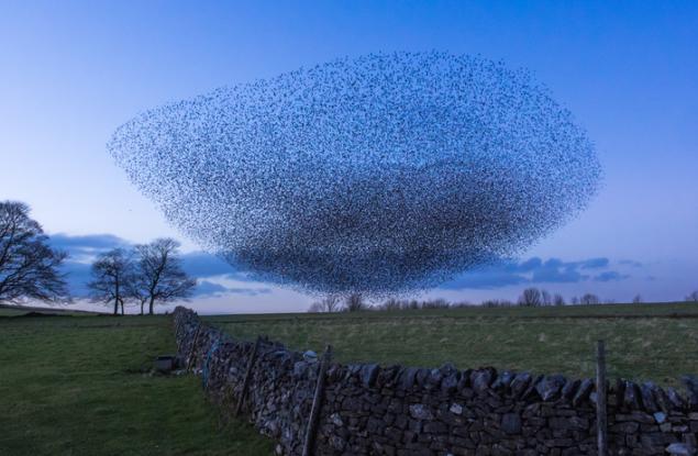 15 снимки, посветени на мистерията на птичите ята