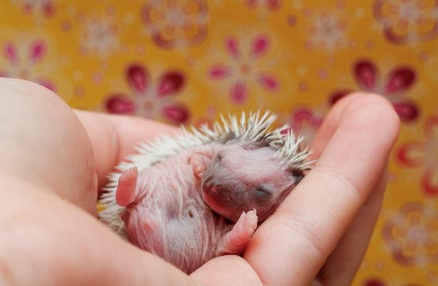 14 бебета животни, които ще разтопят сърцето ви