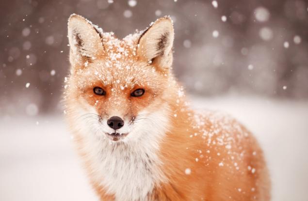 20 вълшебни снимки на животни през зимата