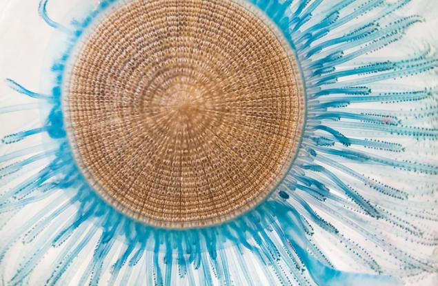 17 от най-красивите медузи по света