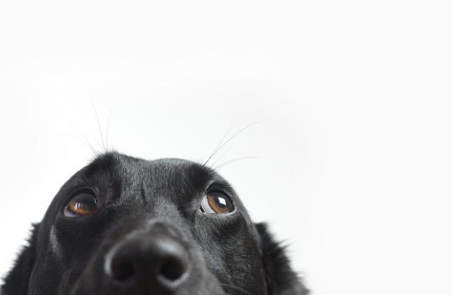 Изключително смешни кучета, заснети със скрита камера