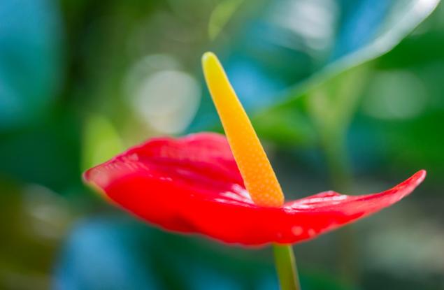 Тези 15 растения отстраняват токсините според NASA