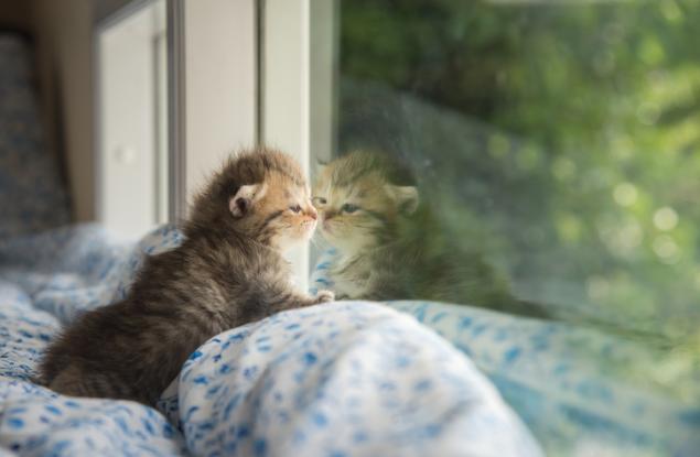 21 меланхолични котки, очакващи завръщането на стопаните си