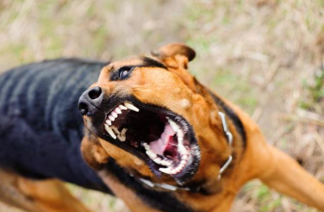 Идея на помощ: какво да правим при ухапване от куче 