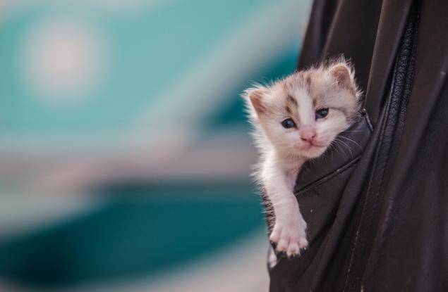 20 сладки джобни котенца