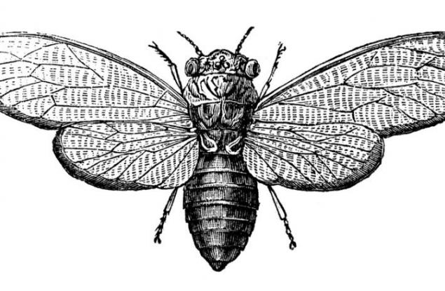 Cicada 3301 – най-мистериозната интернет загадка въобще