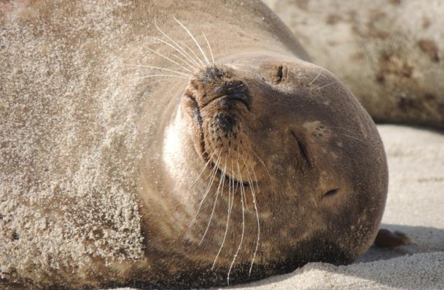 25 усмихващи се животни, които ще ви накарат да се усмихнете