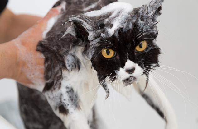 Мразя ваните!