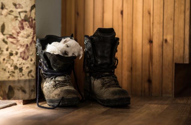 15 снимки на кученца, които могат да заспят навсякъде и по всяко време