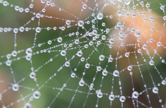 Паяците настройват мрежата си като струни на китара