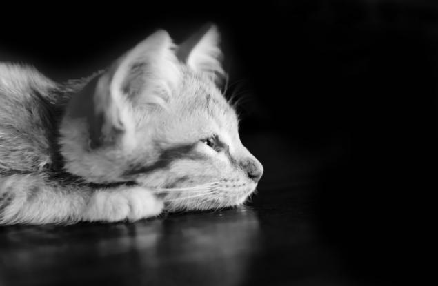 Мистериозният живот на котките: 33 страхотни черно-бели фотографии