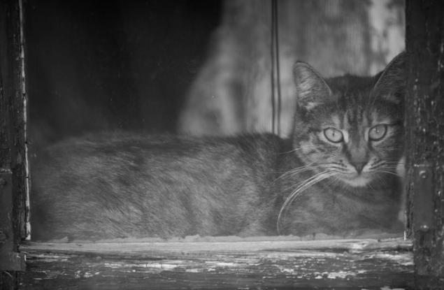 15 сладки котки и кучета в трепетно очакване на своите стопани