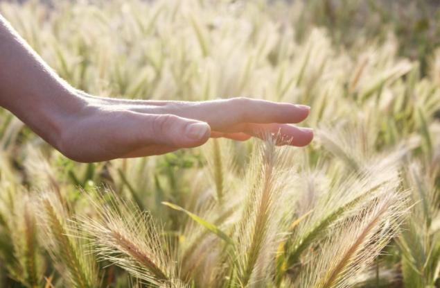 Четиринадесето чувство