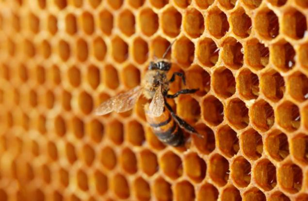 Учени откриха медоносни пчели с няколко бащи и дори една без майка