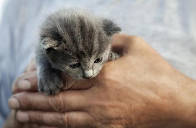 Котенца опитват неща за пръв път - едно сладко видео