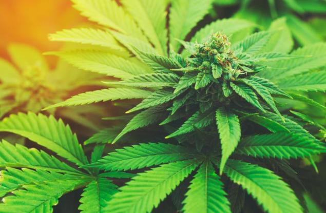 5 начина, по които марихуаната променя възприятията