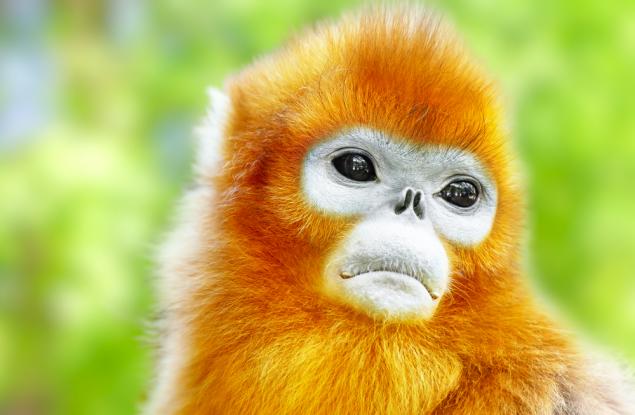 Когато изгубят приятел, маймуните скърбят с часове