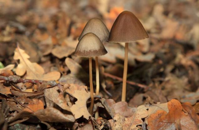 Магическите гъби вършат точно обратното на антидепресантите и може би работят точно заради това