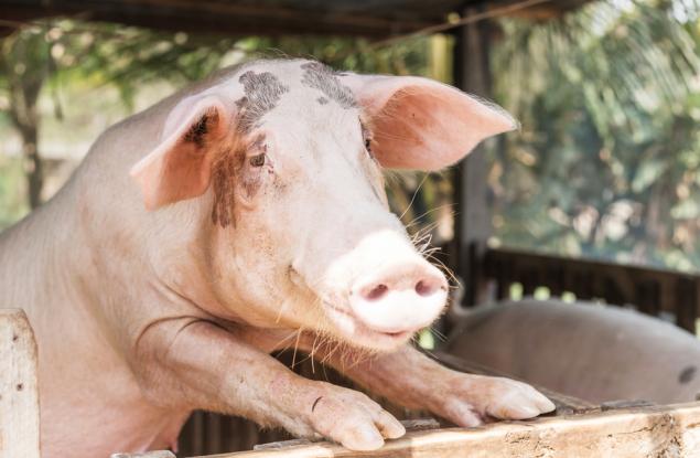 10 смайващи факта за животните