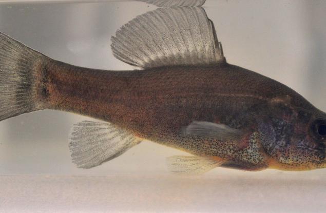  Невидима риба заблуждава враговете си - и ние знаем защо