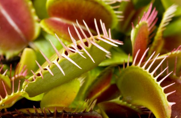 11 отровни растения, които е по-добре да не доближавате