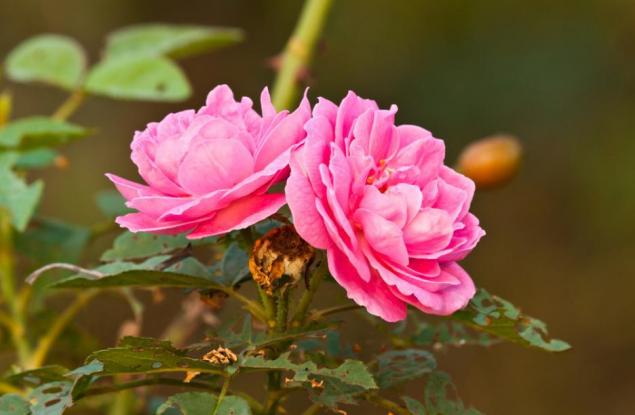 Не се отклонявайте от своя път, за да следвате чужди стъпки