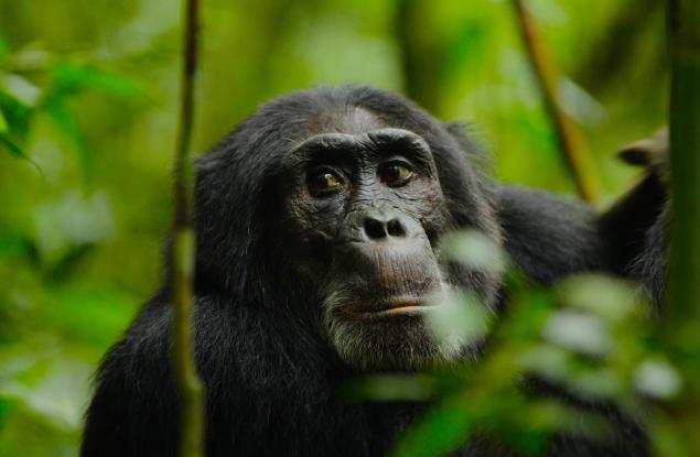 Нгого: Епичната история на най-доминантната армия от шимпанзета в света