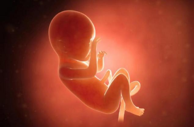 Пробив: Първата изкуствена плацента е факт