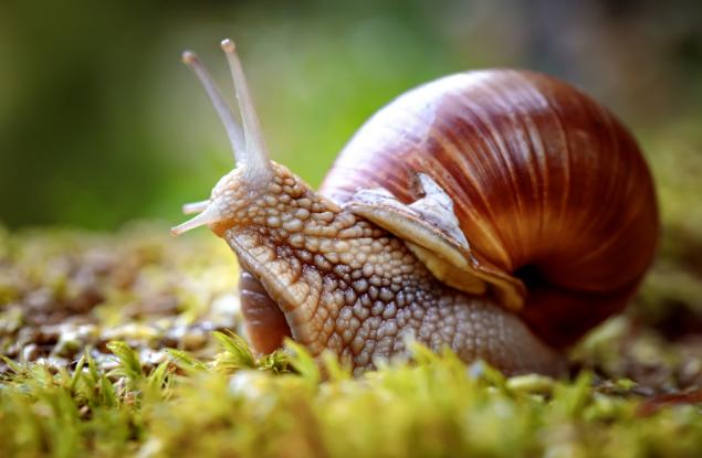 Притча за охлюва и врабчетата