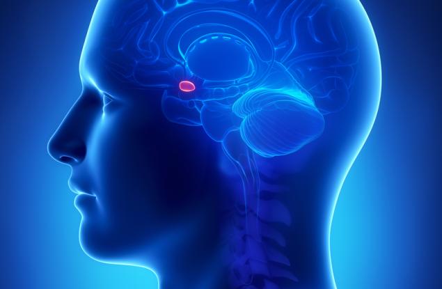 Възрастният мозък може да регенерира неврони в неочаквана област